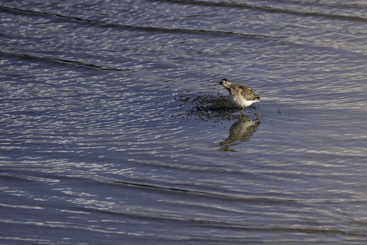 Short-billed Dowitcher - ML644280200