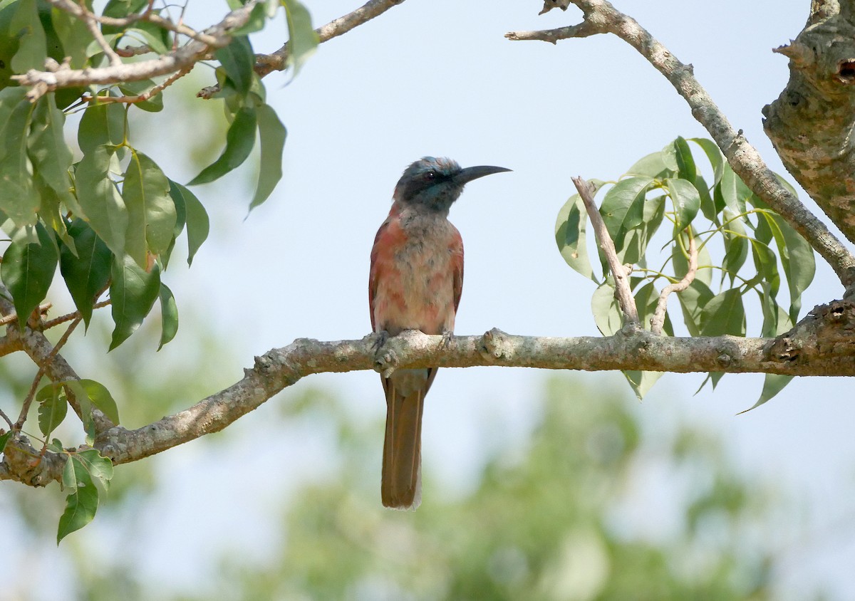 キタベニハチクイ - ML644280206