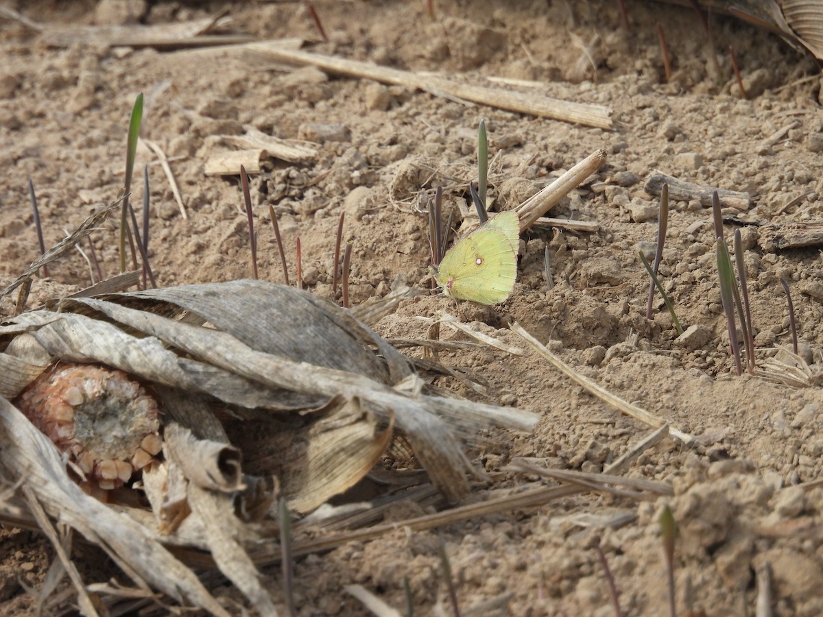 Clouded Sulphur - ML644280207