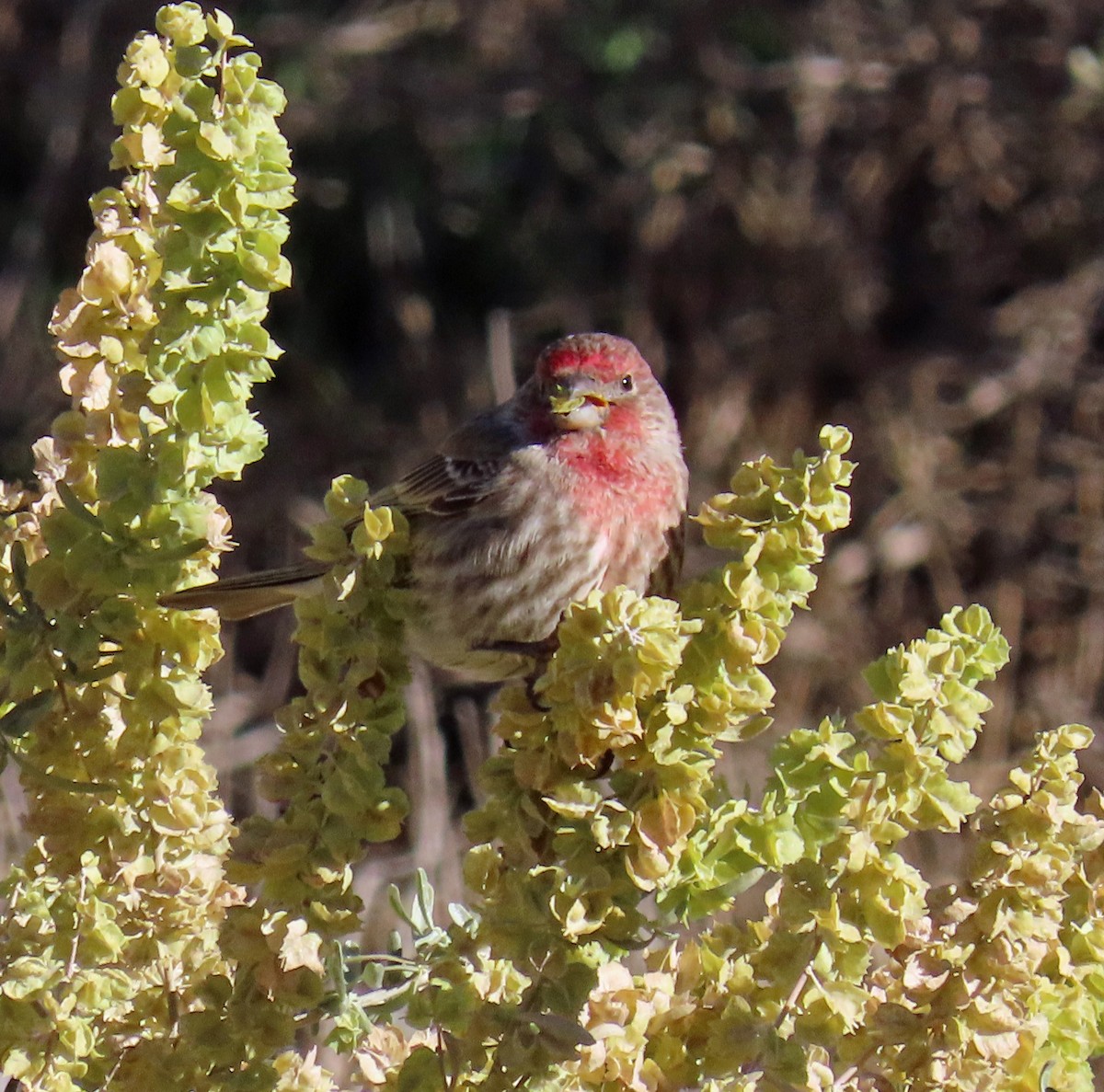 House Finch - ML644280208