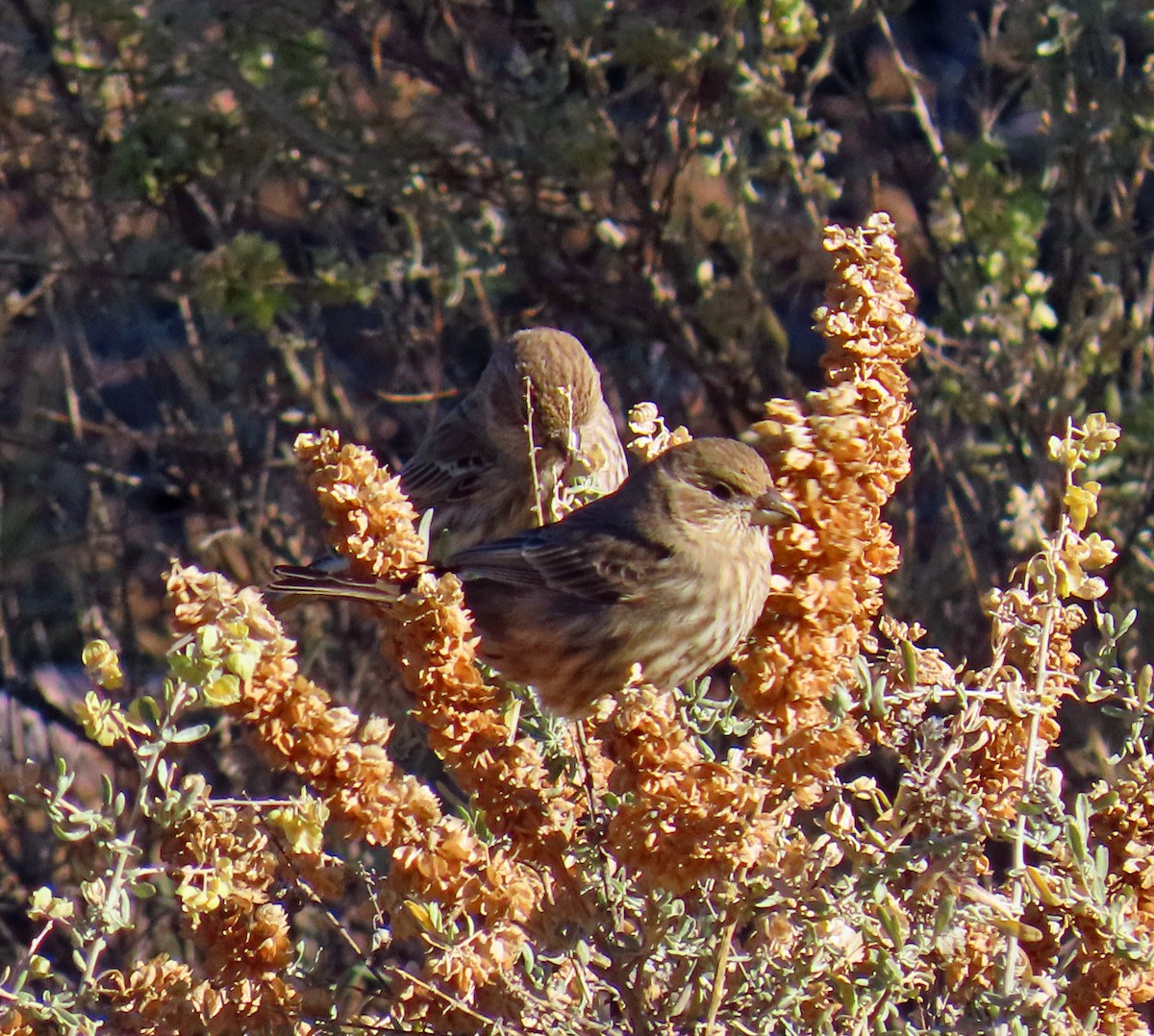 House Finch - ML644280209