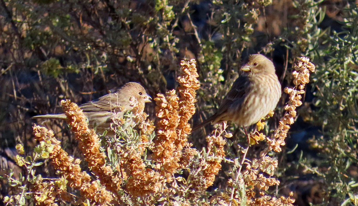 House Finch - ML644280210