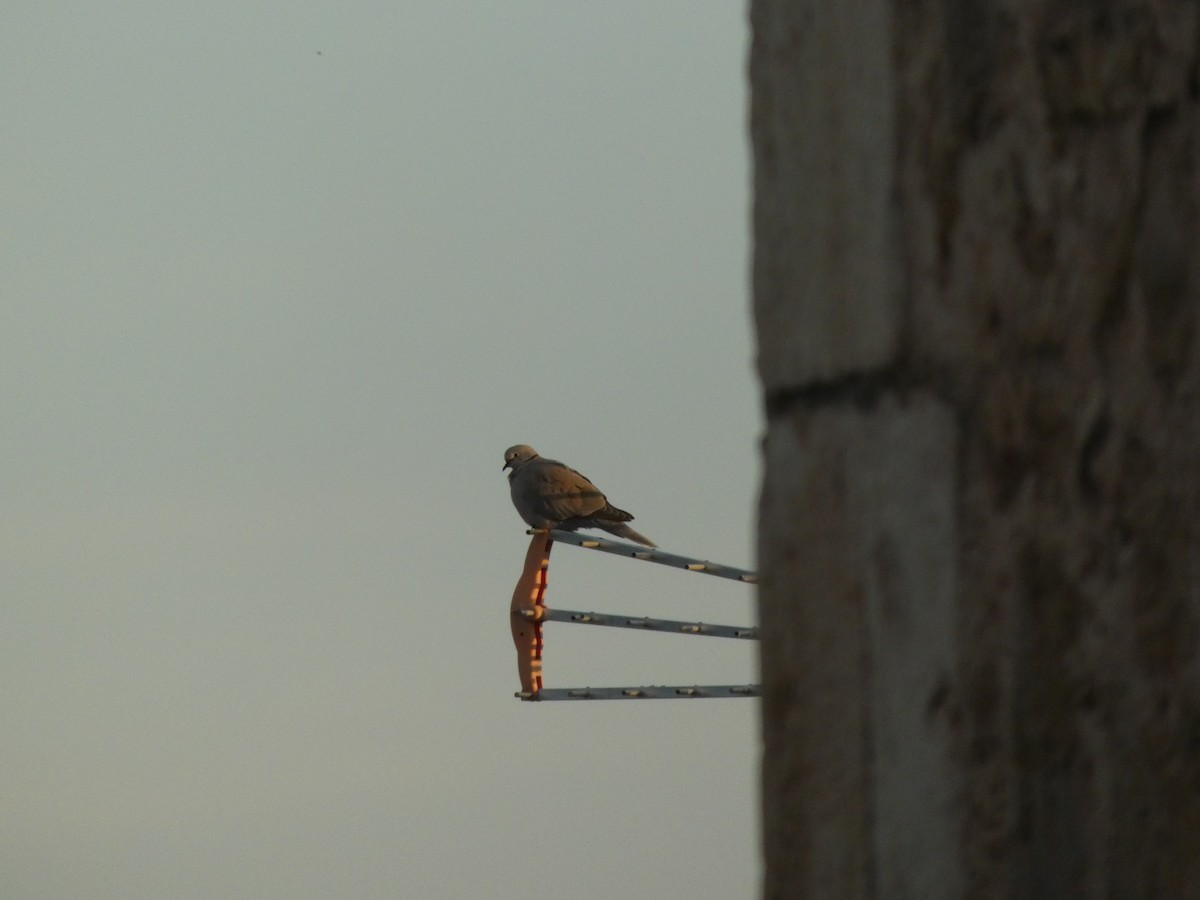 シラコバト - ML644280211