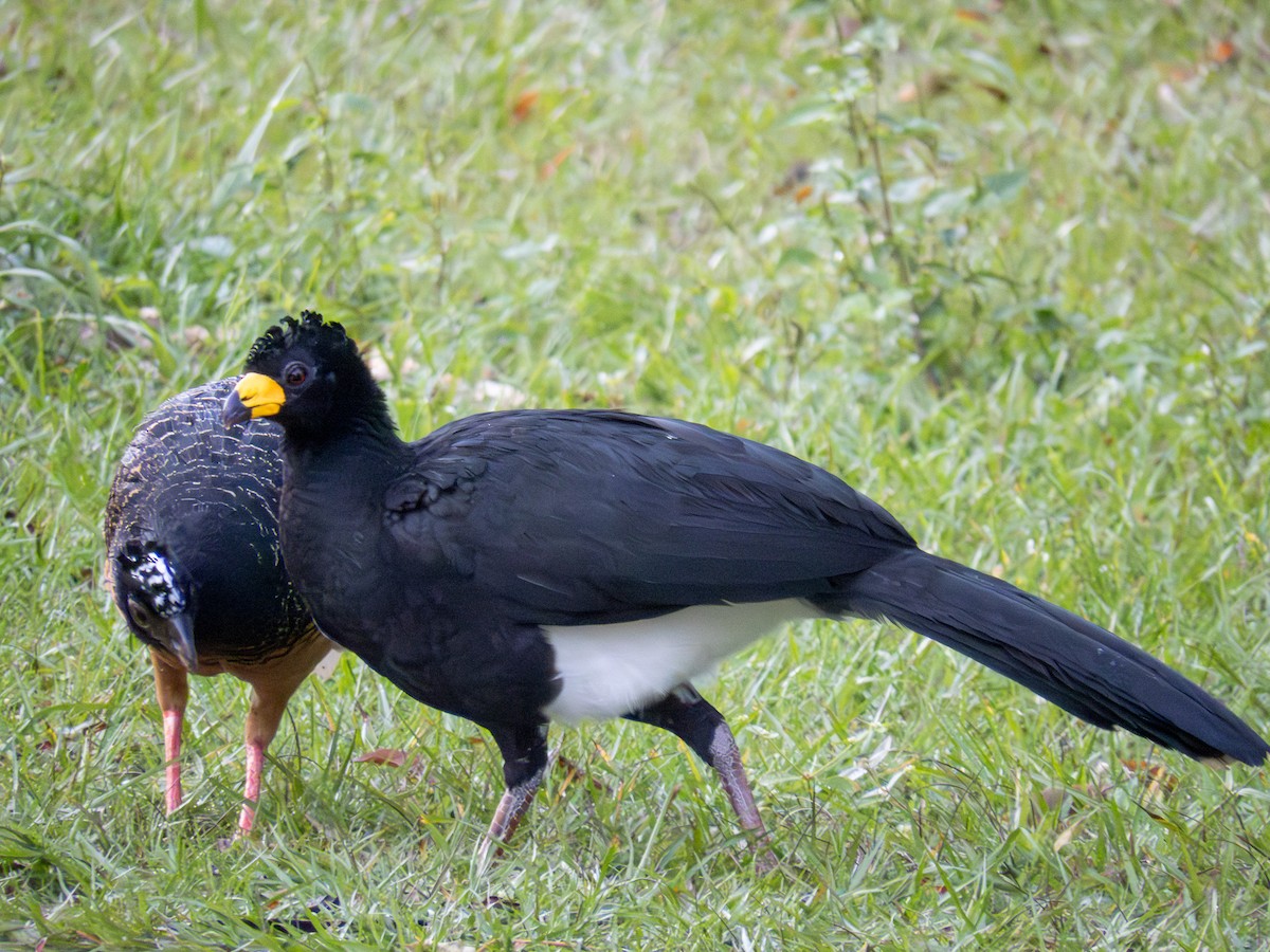 ハゲガオホウカンチョウ - ML644280212