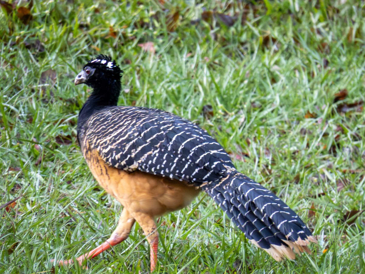 ハゲガオホウカンチョウ - ML644280213