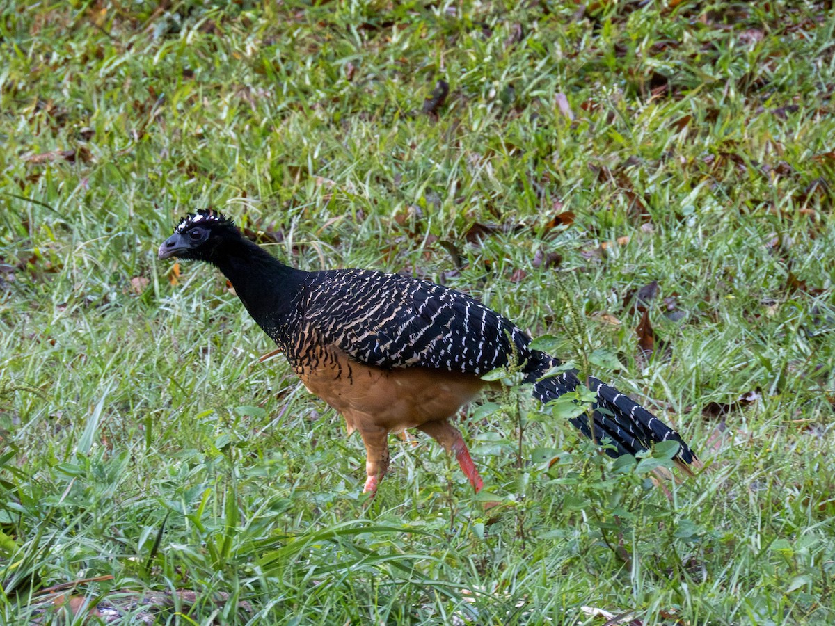 ハゲガオホウカンチョウ - ML644280215