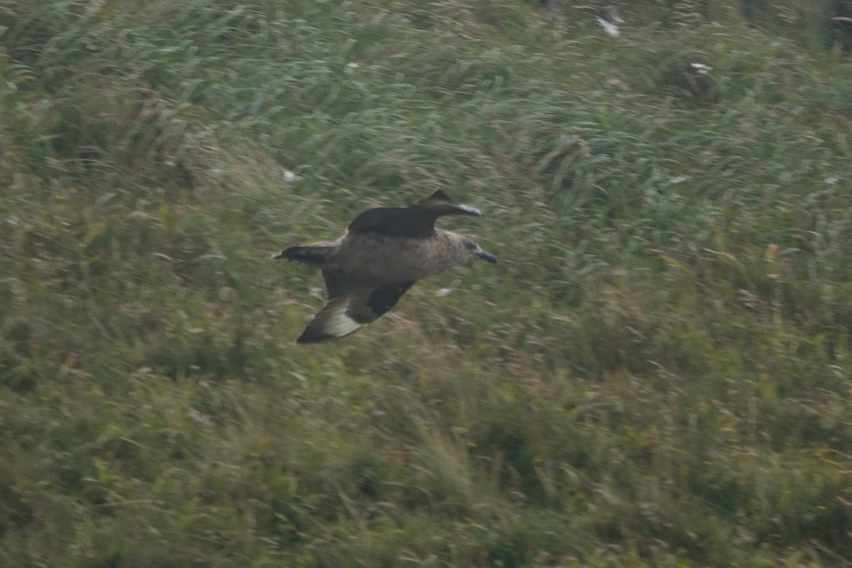 Great Skua - ML644280216