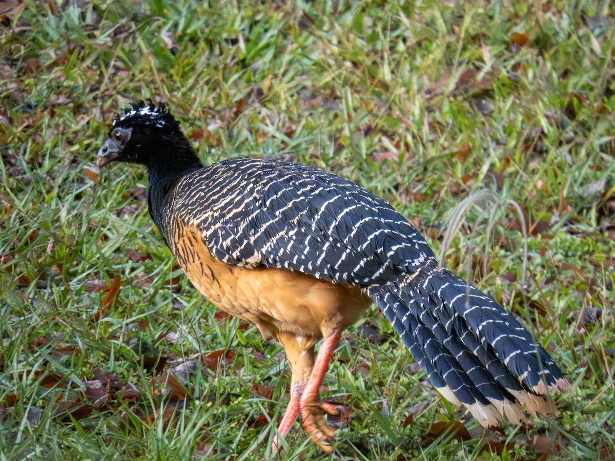 ハゲガオホウカンチョウ - ML644280217