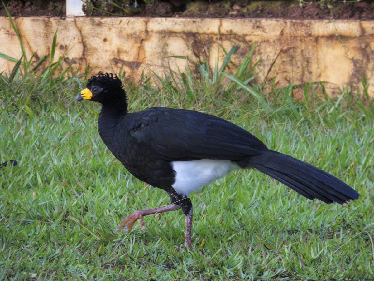 ハゲガオホウカンチョウ - ML644280218