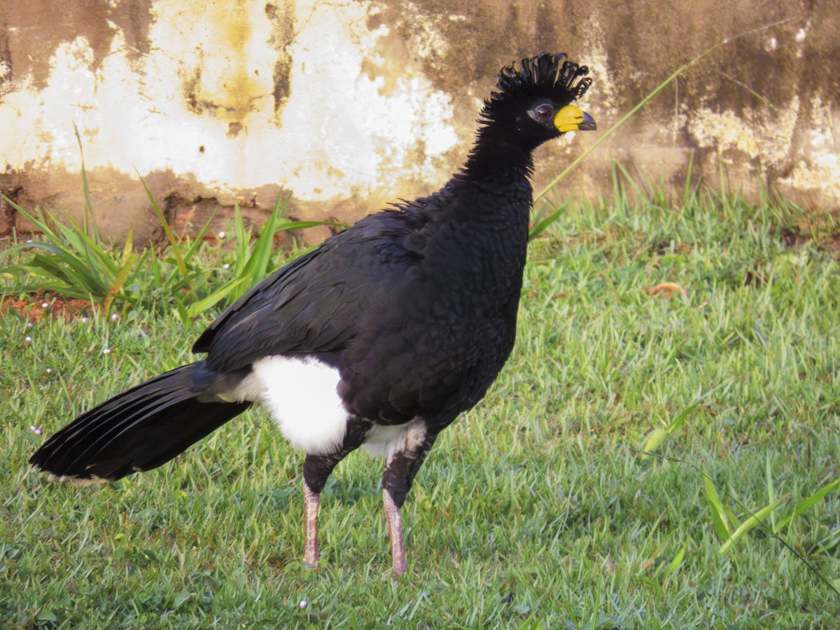 ハゲガオホウカンチョウ - ML644280219