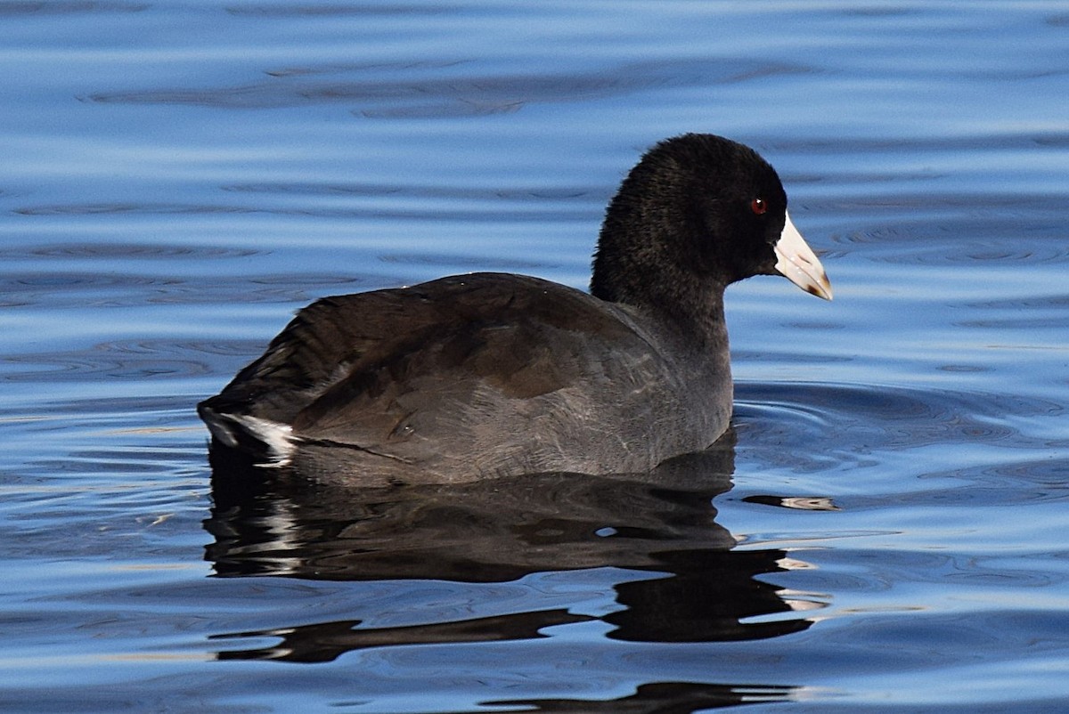 アメリカオオバン - ML644280220