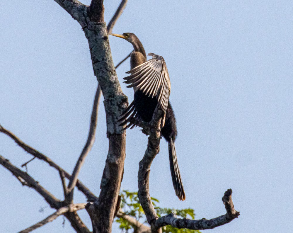 アメリカヘビウ - ML644280226