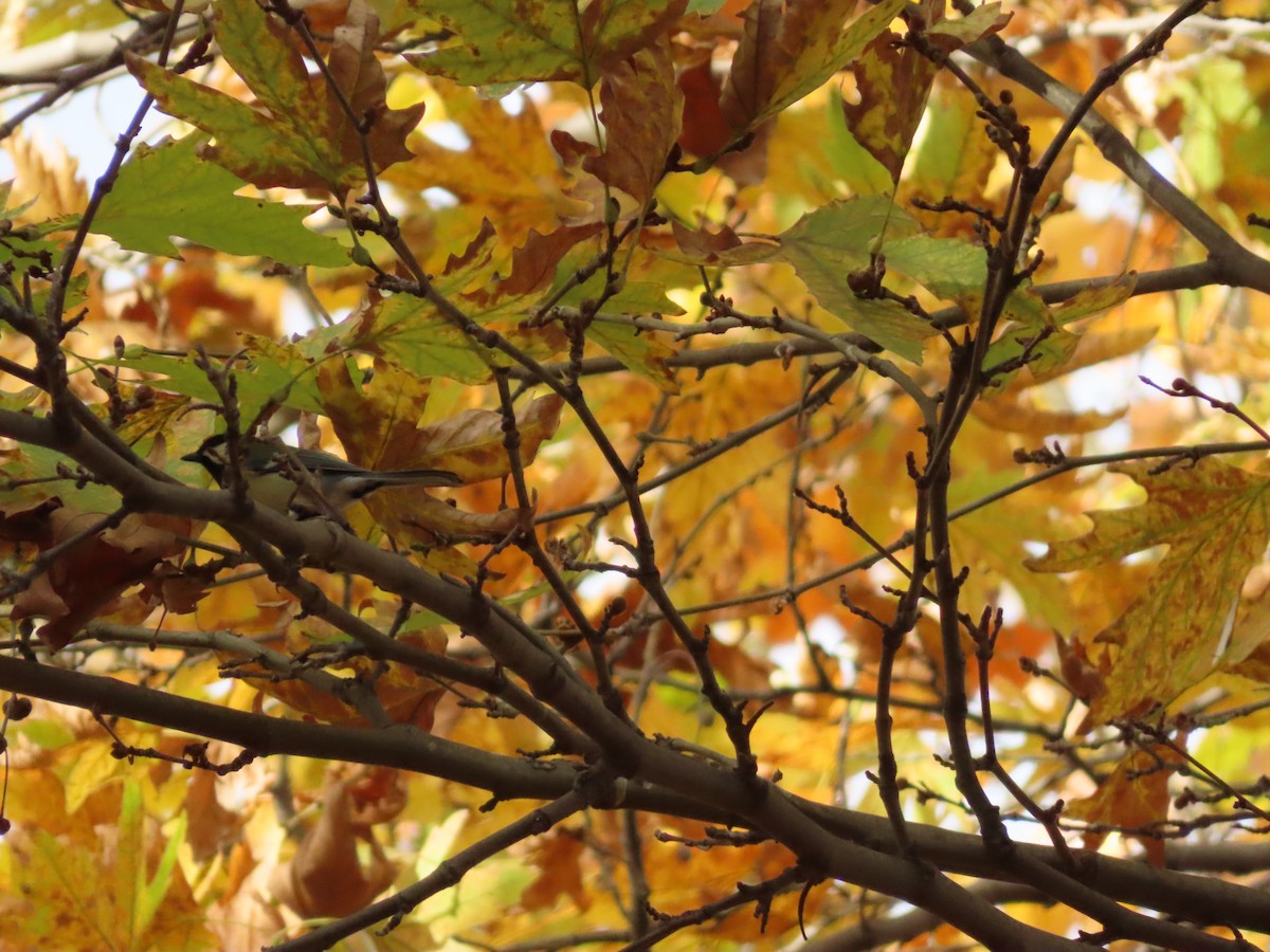 ヨーロッパシジュウカラ - ML644280227