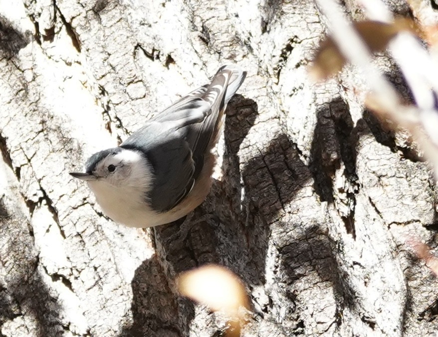 ムナジロゴジュウカラ（lagunae グループ） - ML644280229