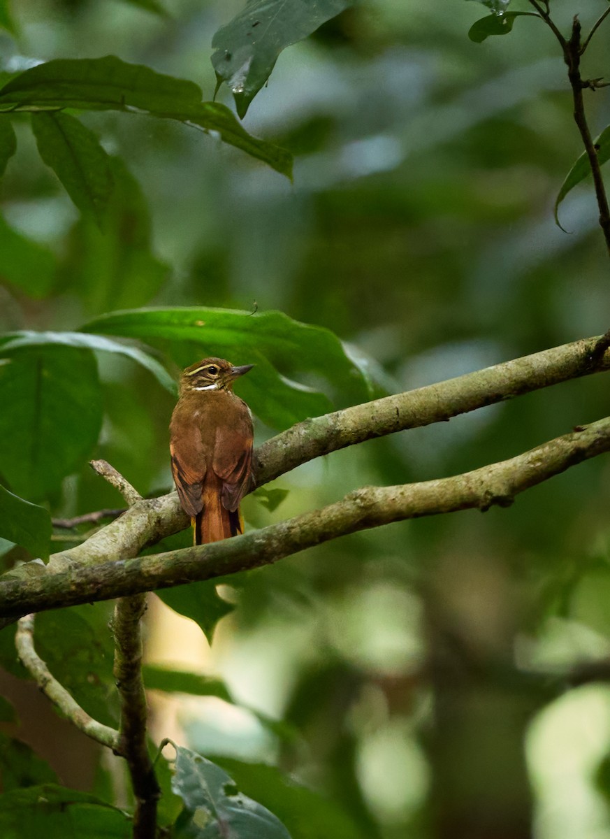 Amazonian Plain-Xenops - ML644280233