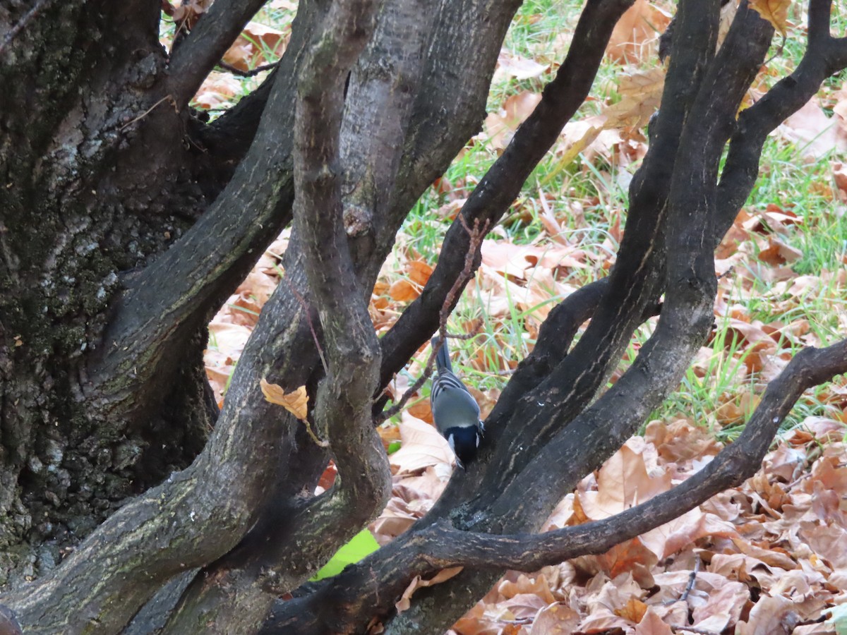 ヨーロッパシジュウカラ - ML644280234