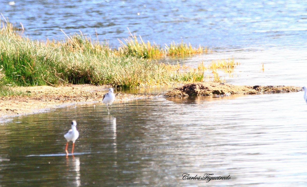 アオアシシギ - ML644280235