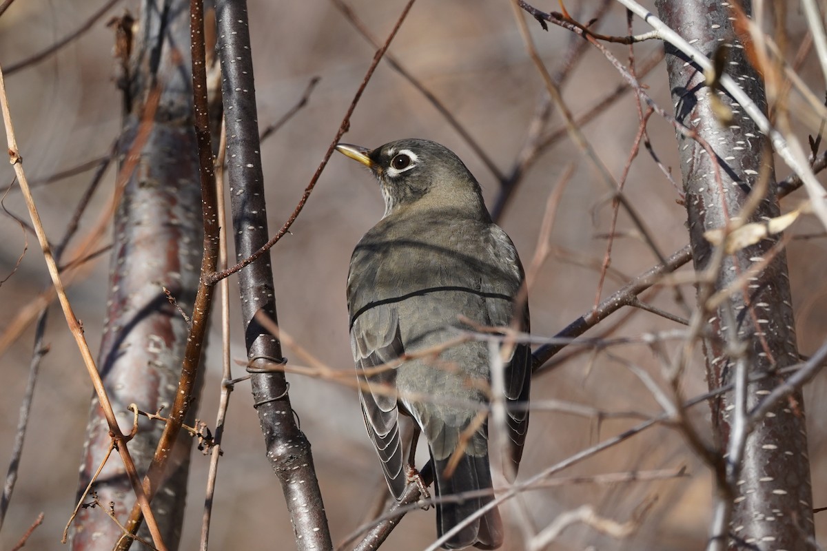 コマツグミ - ML644280236