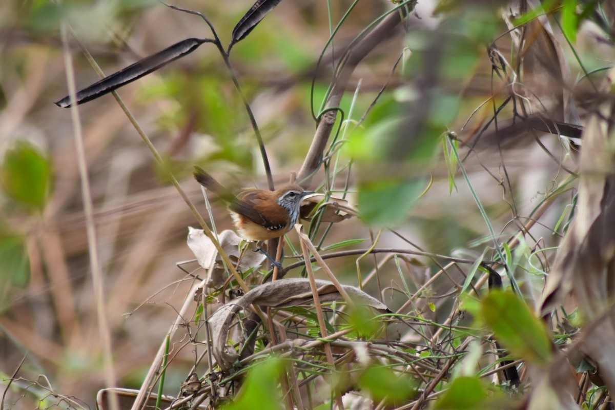 ムナグロアリサザイ - ML644280238