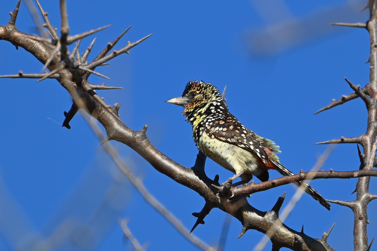 ゴマフオナガゴシキドリ（darnaudii／boehmi） - ML644280239