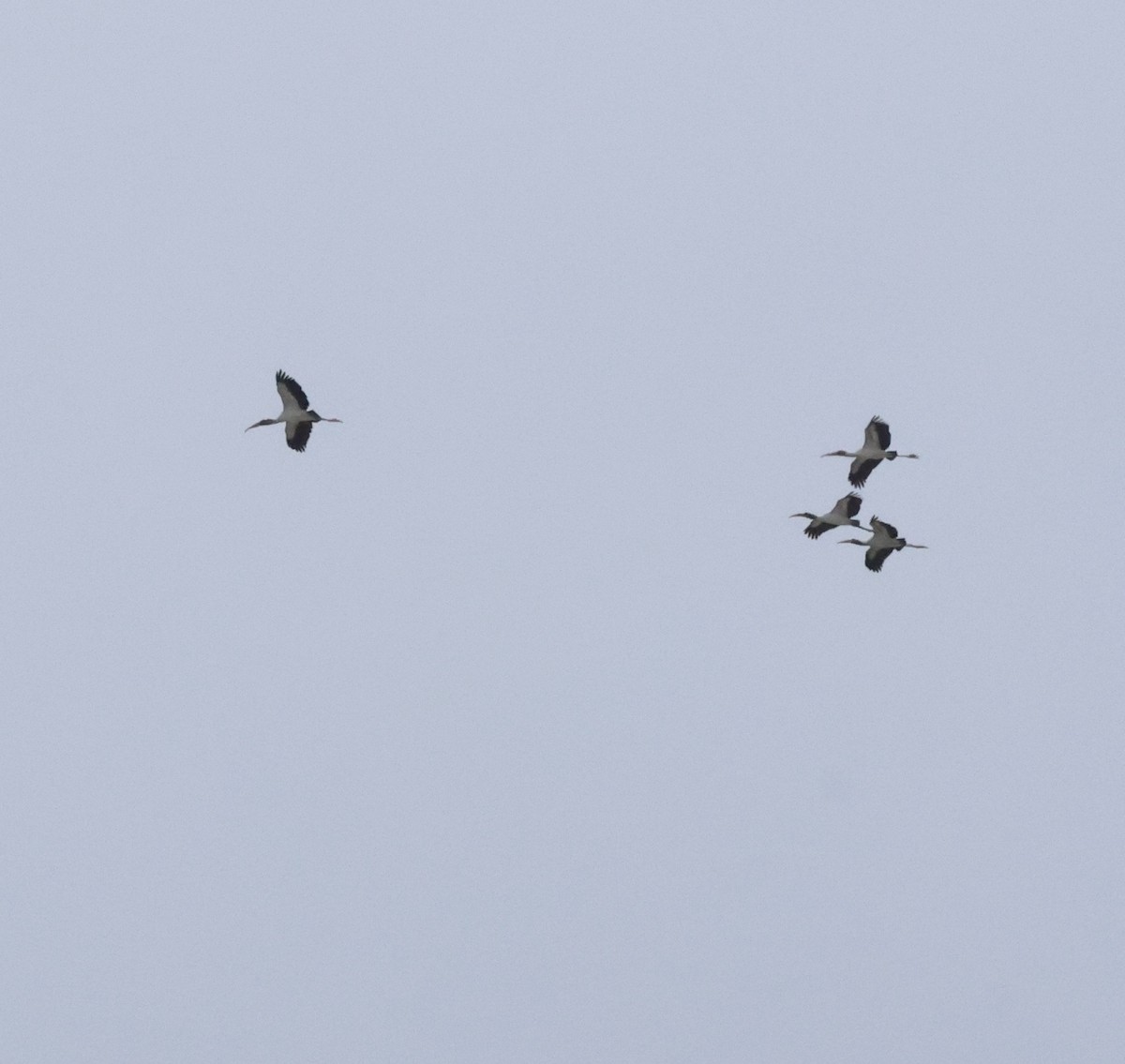 アメリカトキコウ - ML644280243