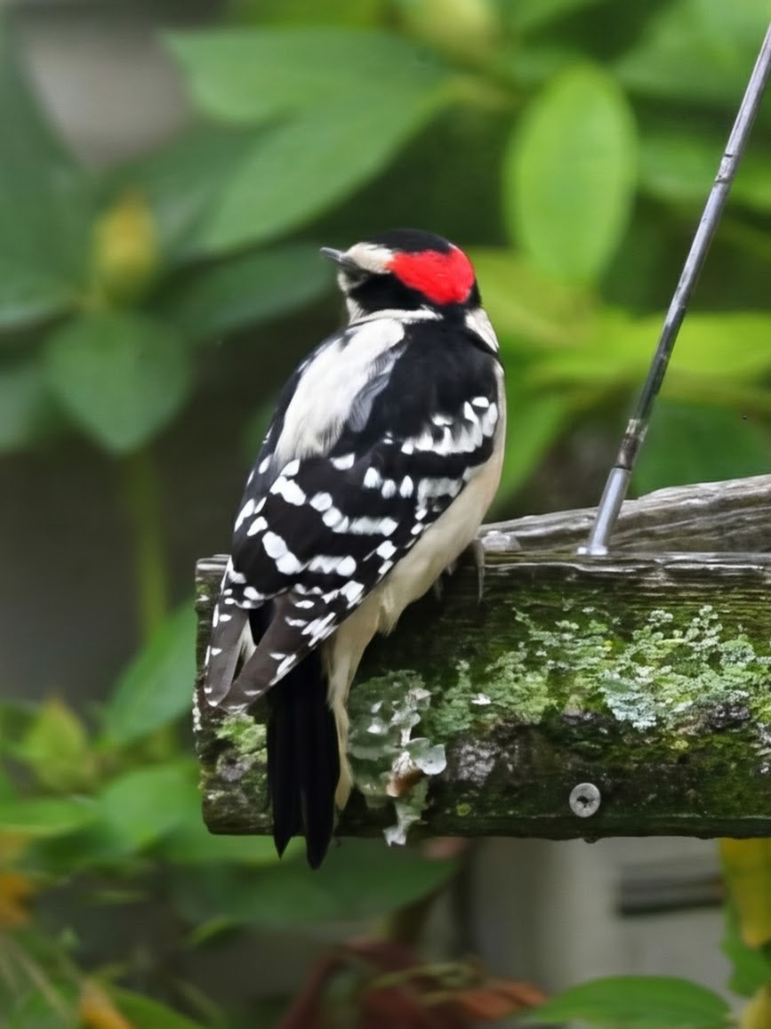 セジロコゲラ - ML644280246