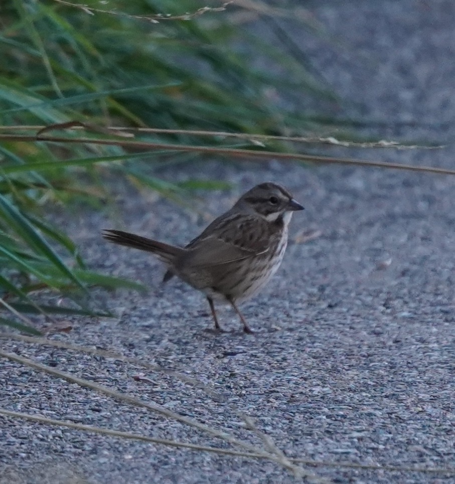 ウタスズメ - ML644280247