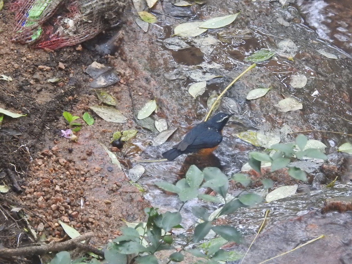 Rossignol indien - ML644280248