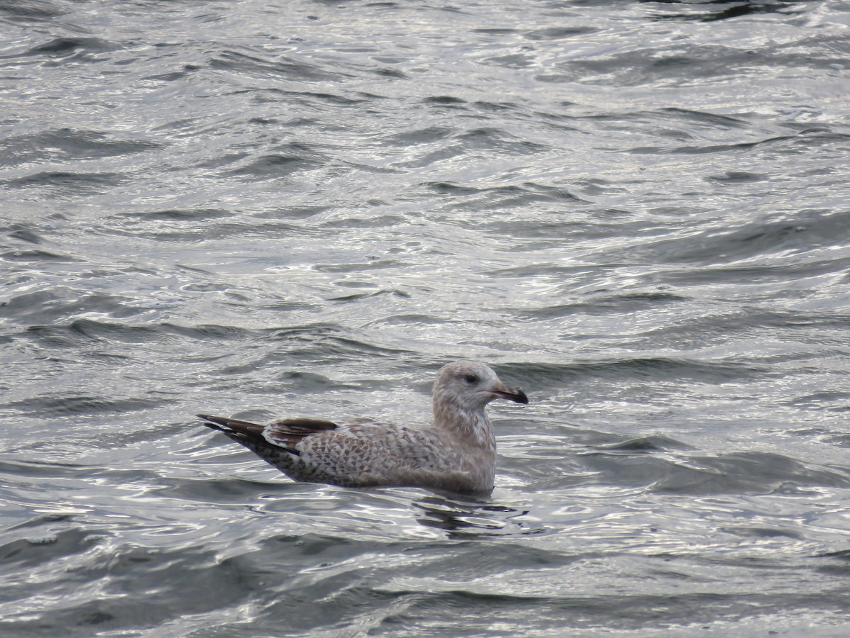 Delawareko kaioa - ML644280252