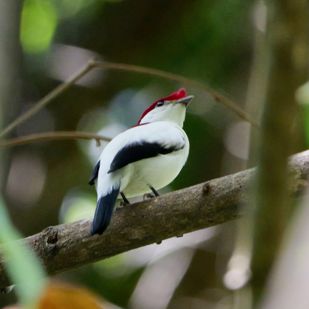 アラリペマイコドリ - ML644280256