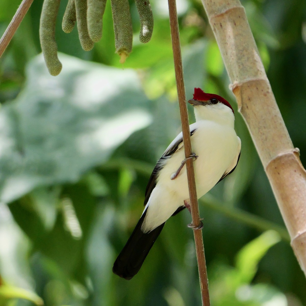 アラリペマイコドリ - ML644280257