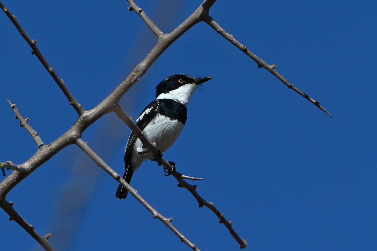 コビトセワタビタキ - ML644280258