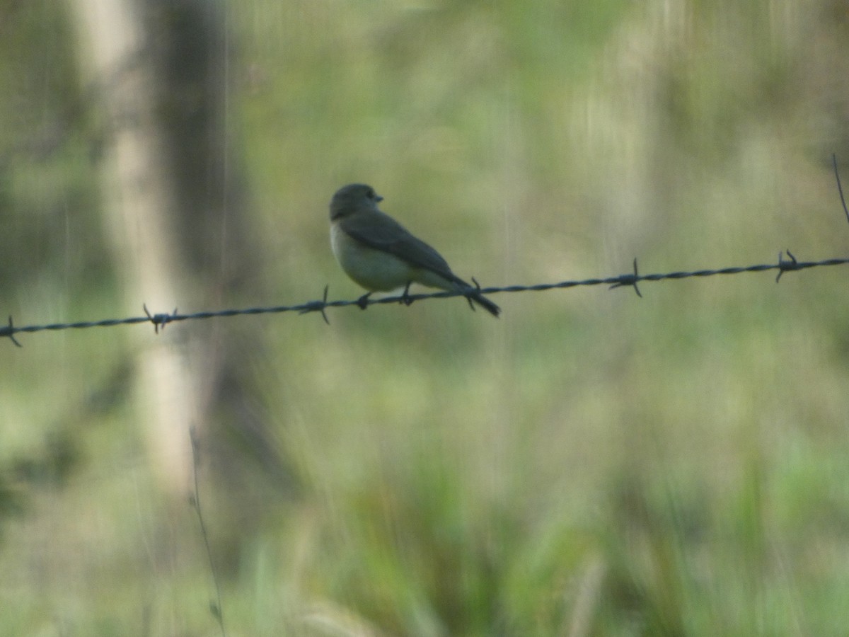 Eastern Yellow Robin - ML644280262