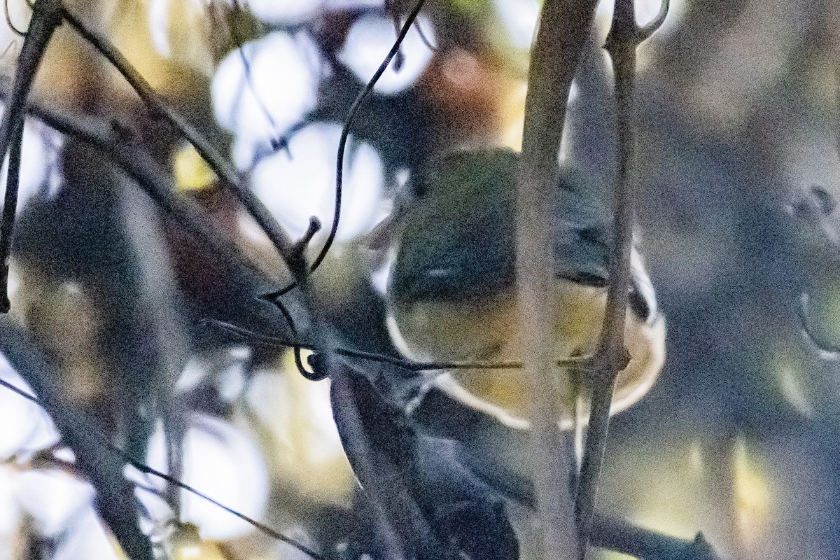 Papstfink - ML644280277