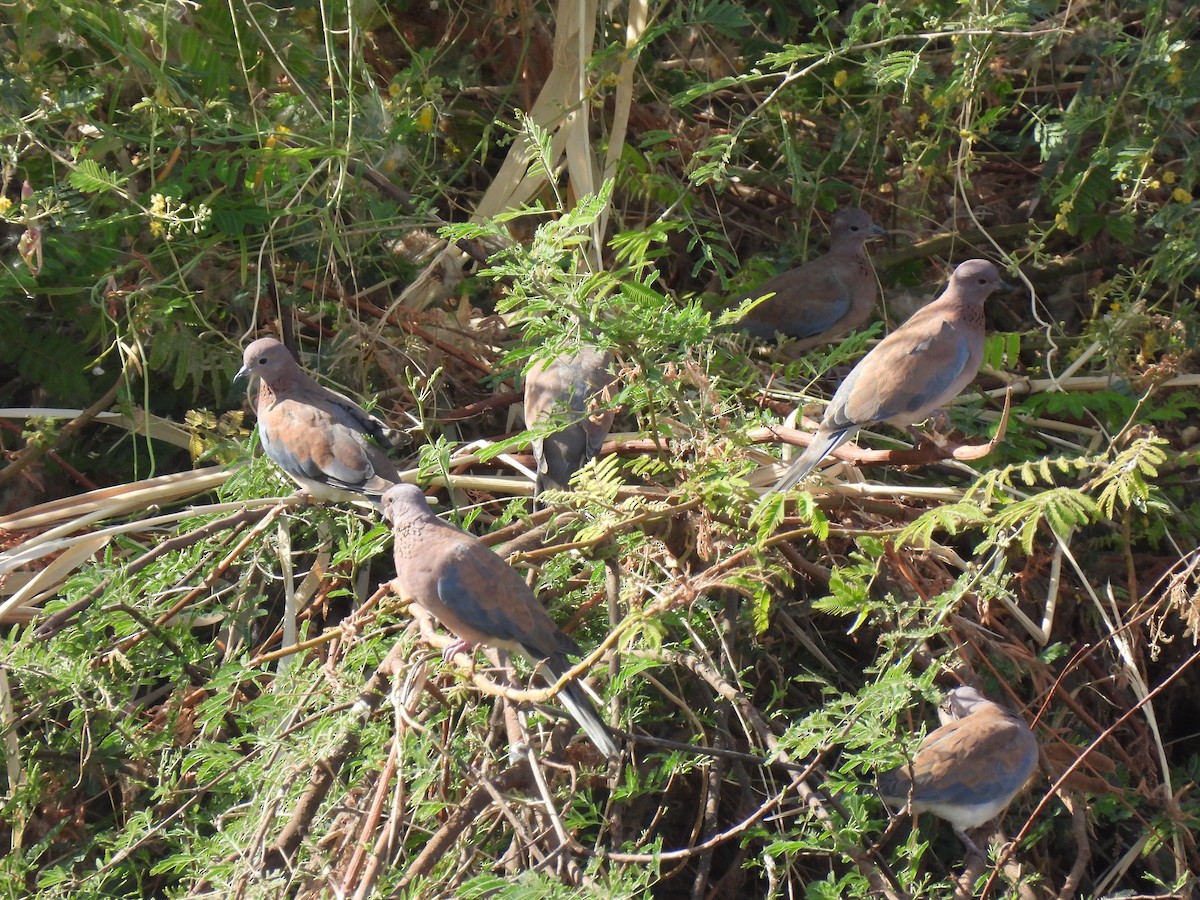 Tortora delle palme - ML644280279