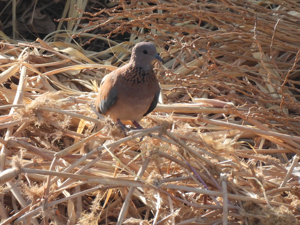 Tortora delle palme - ML644280280