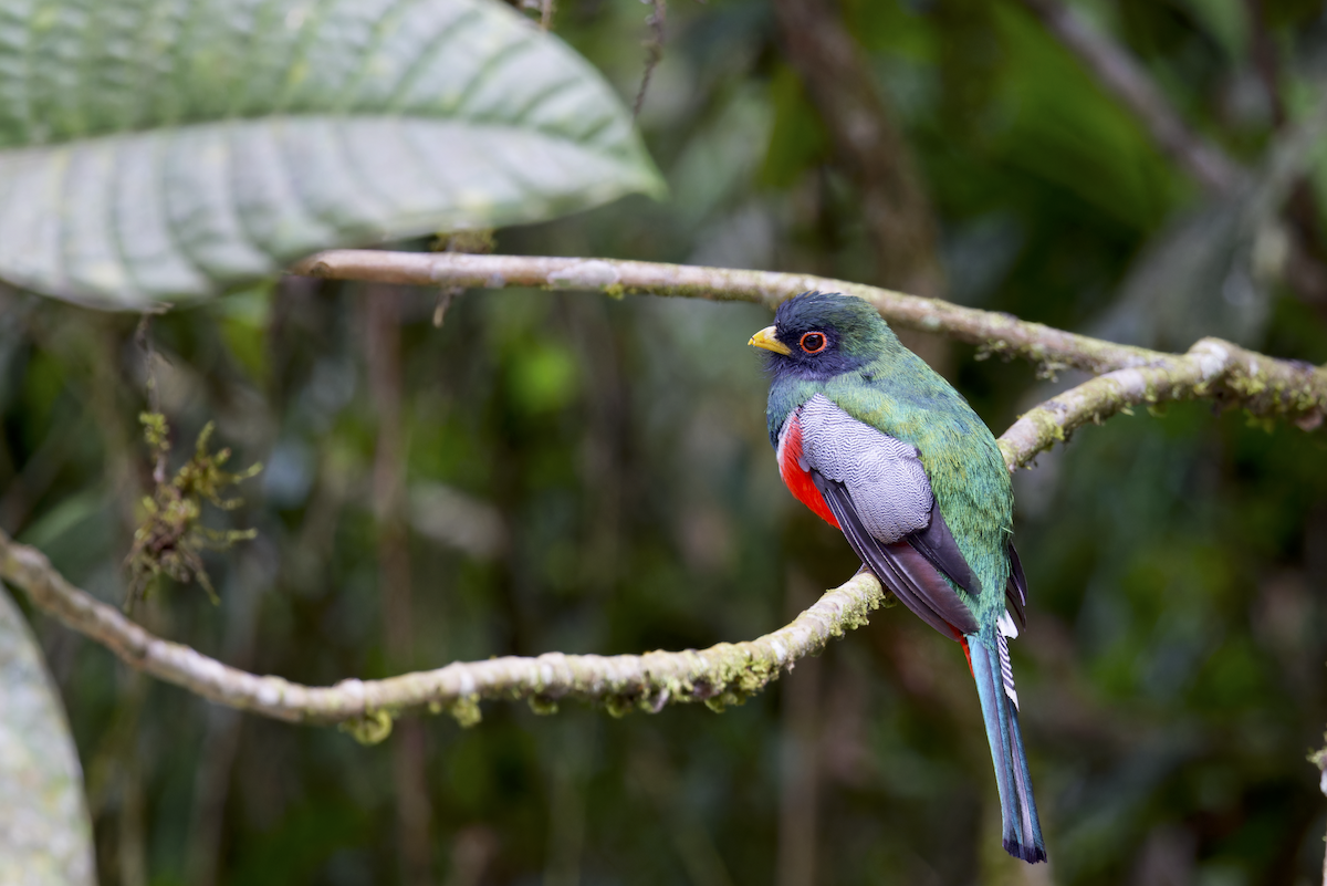 båndtrogon - ML644280290