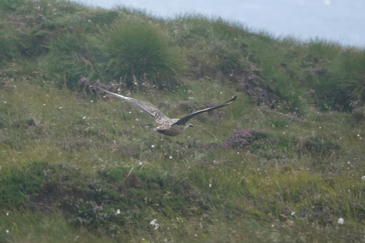 Great Skua - ML644280291