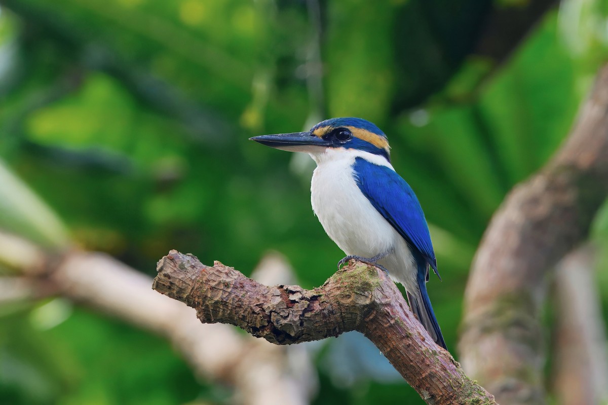 Pasifik Yalıçapkını - ML644280309