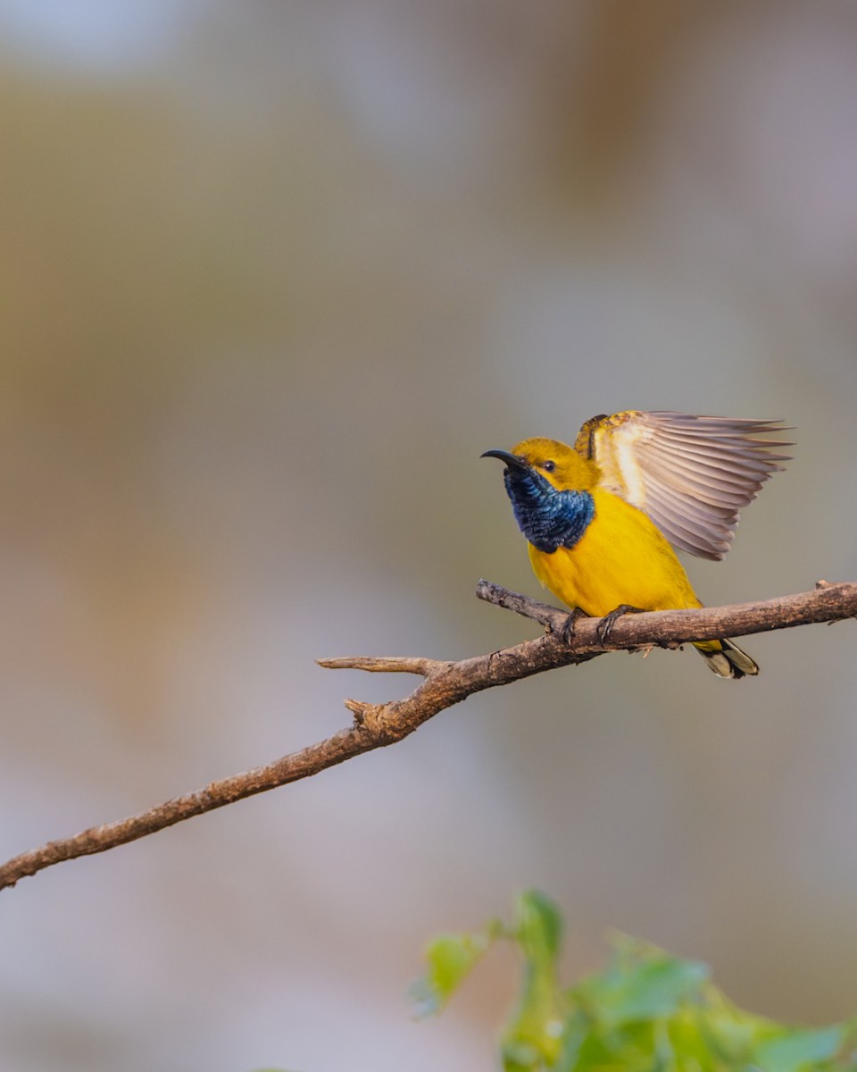 Sahul Sunbird - ML644280310