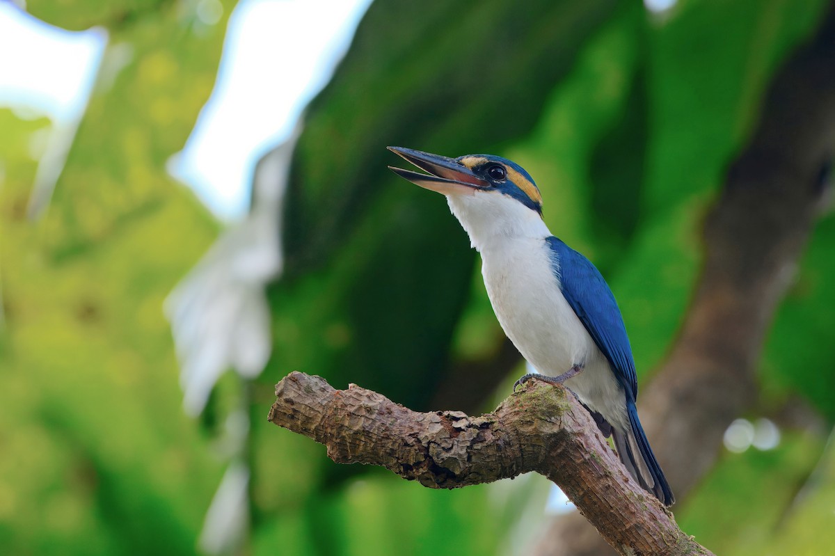 Pasifik Yalıçapkını - ML644280315