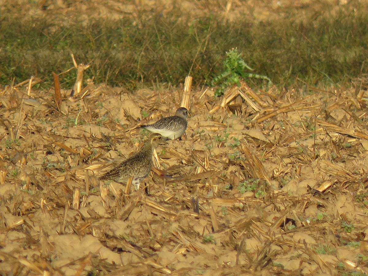 European Golden-Plover - ML644280325