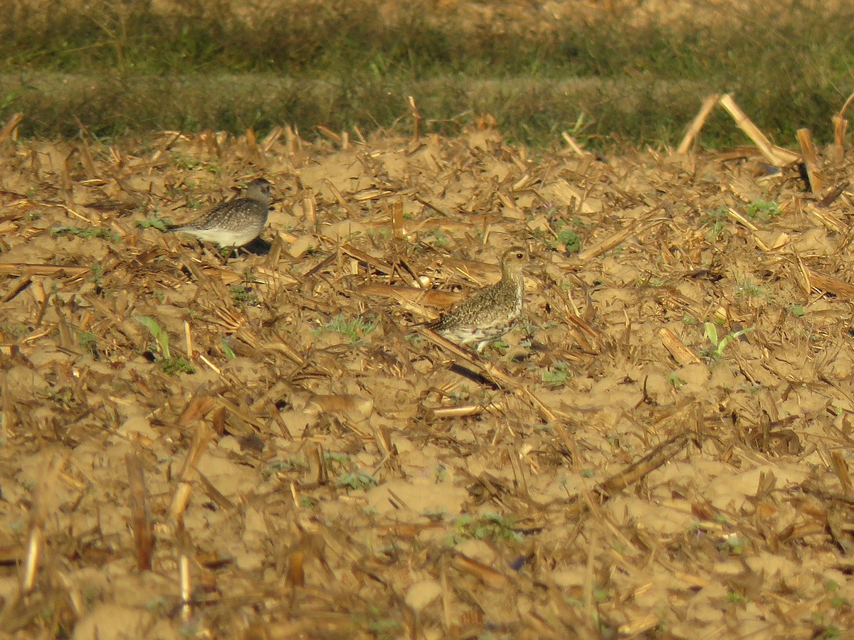 European Golden-Plover - ML644280326