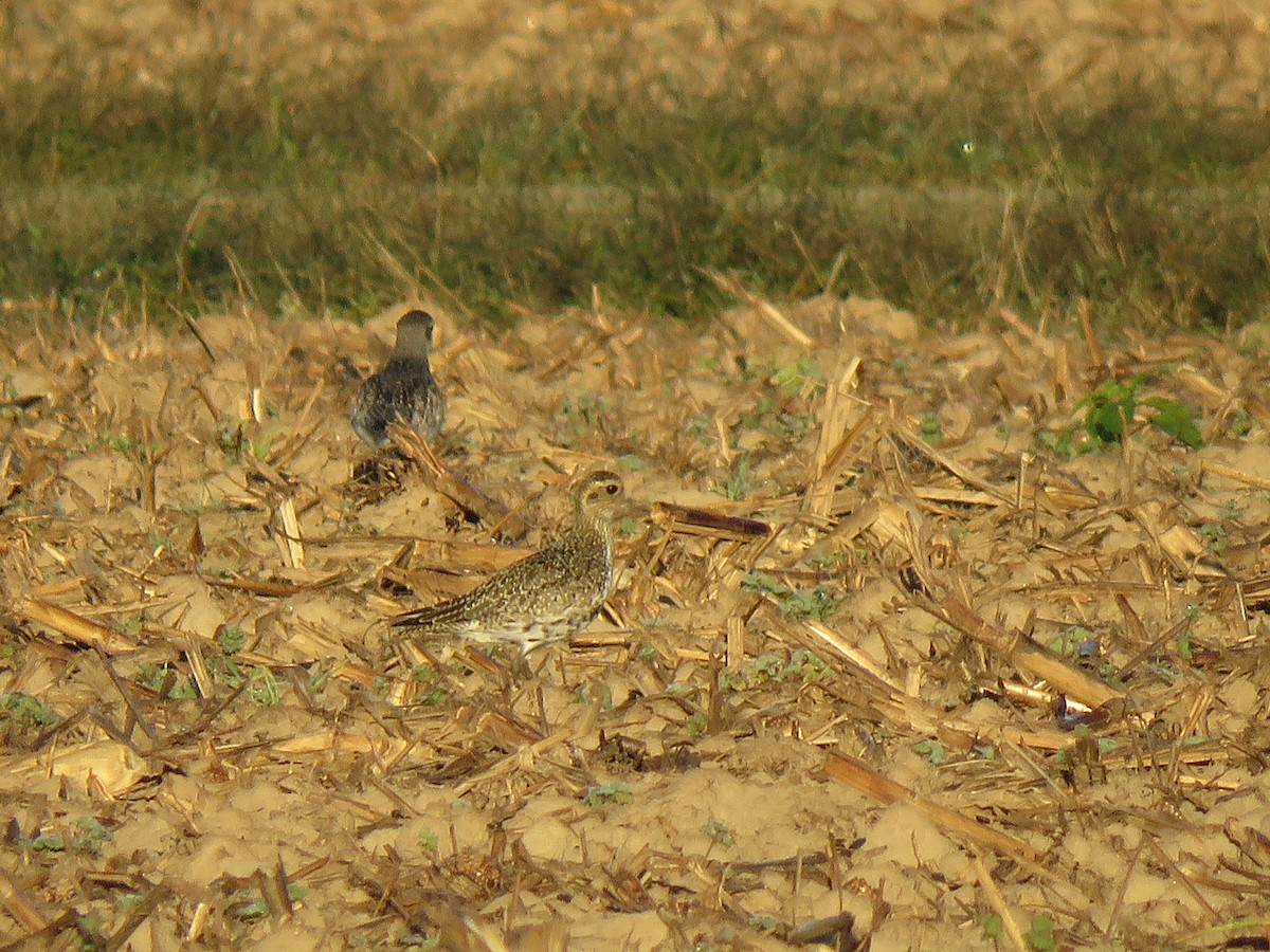 European Golden-Plover - ML644280327