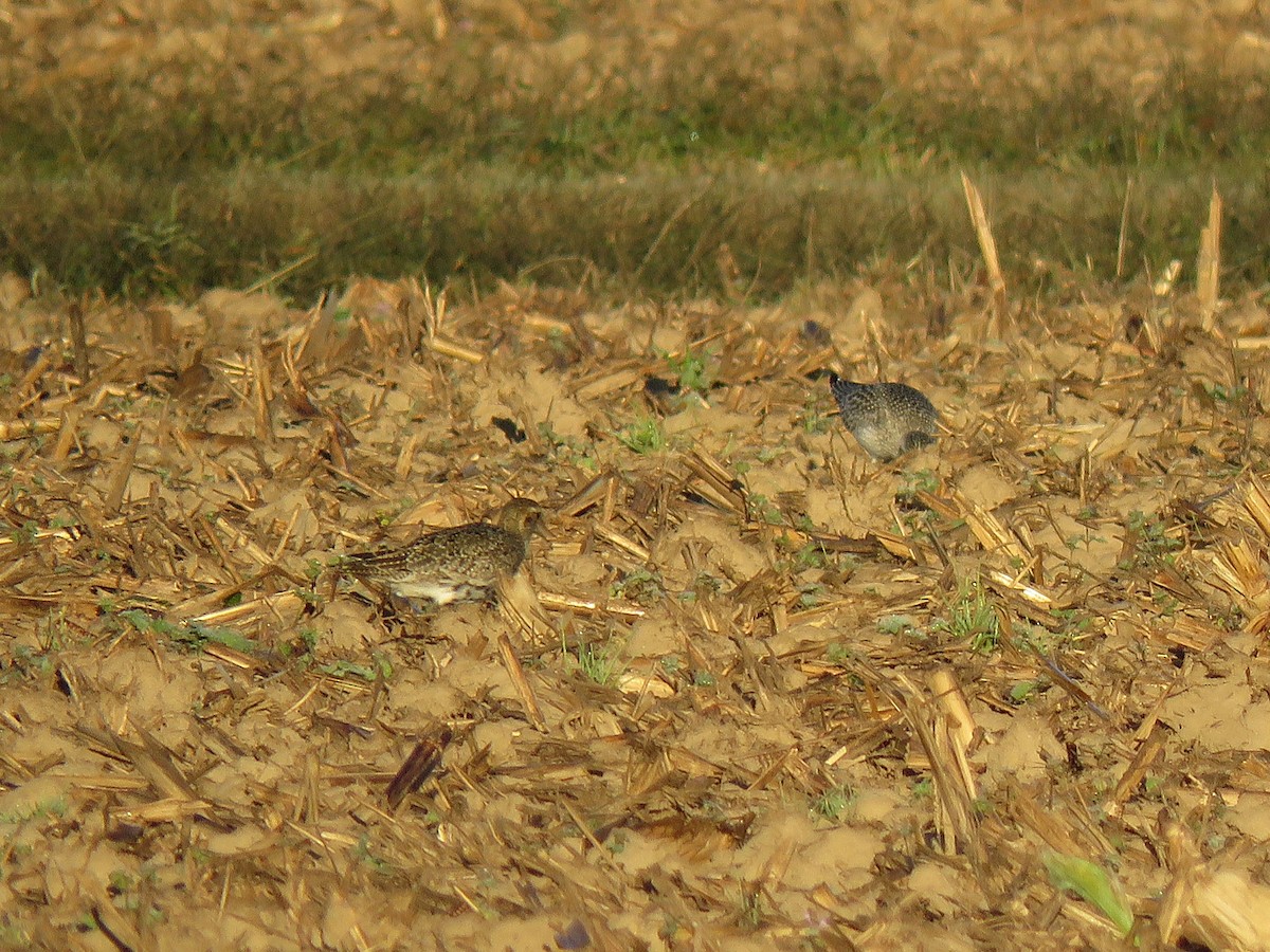 European Golden-Plover - ML644280328