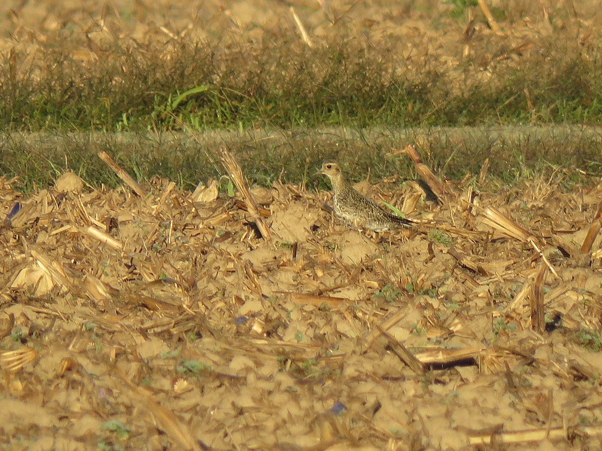 European Golden-Plover - ML644280329