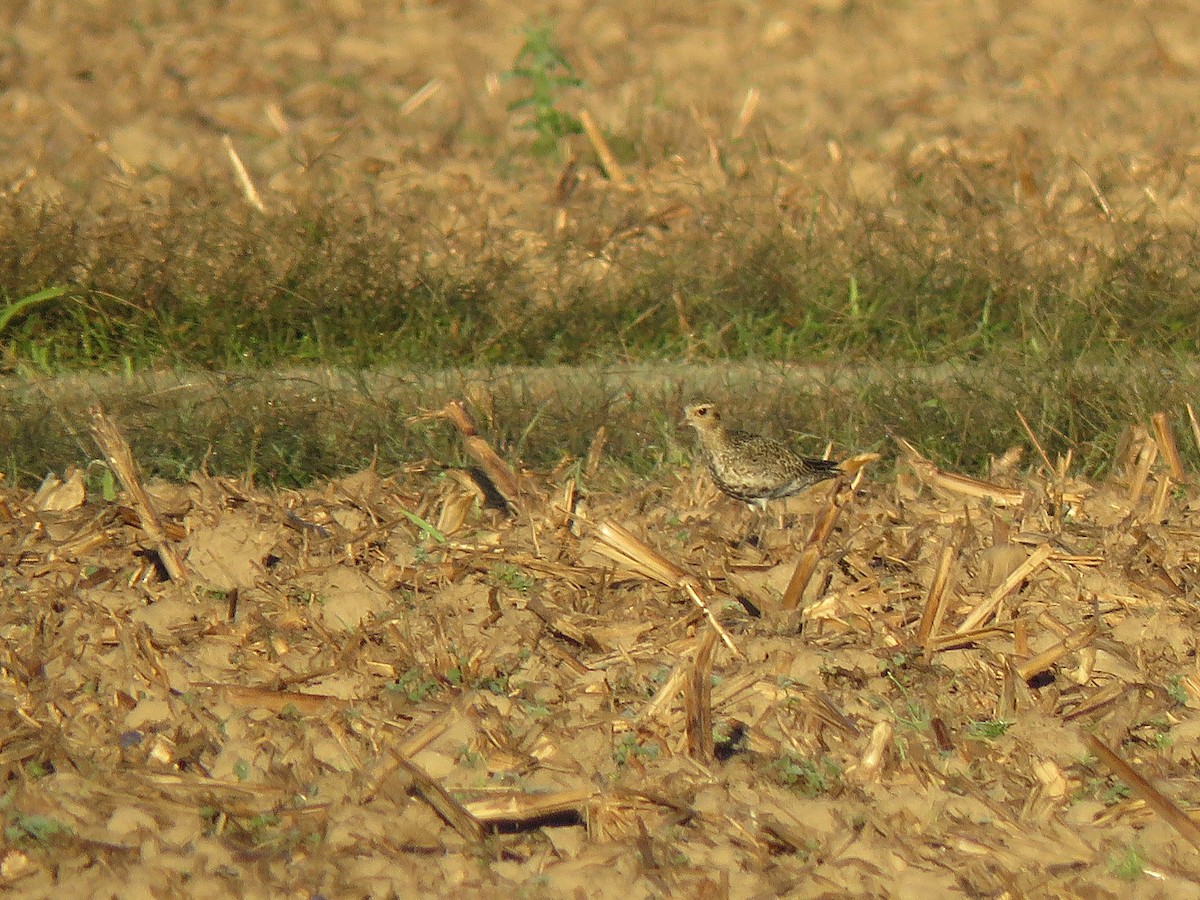 European Golden-Plover - ML644280330