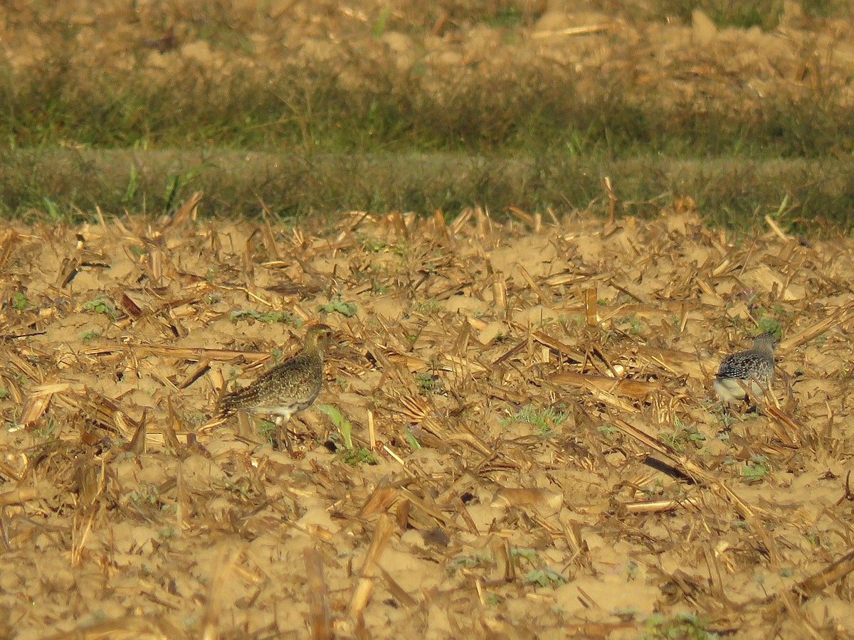 European Golden-Plover - ML644280331