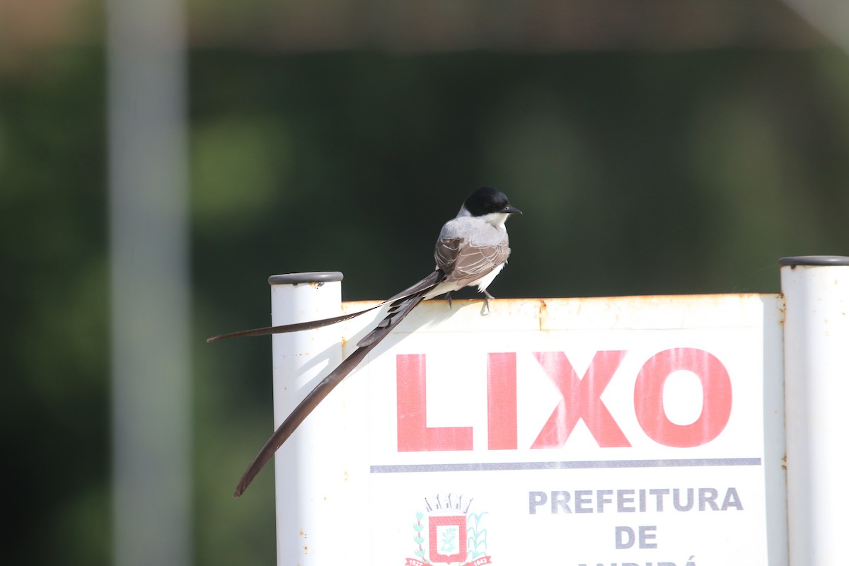 Fork-tailed Flycatcher (savana) - ML644280335
