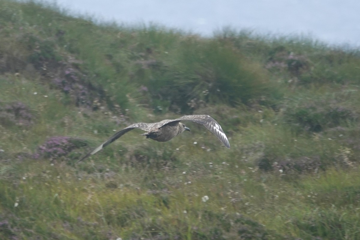 Great Skua - ML644280342